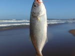 Small Shad Caught On Fly