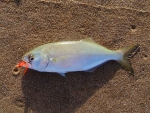 Small Shad