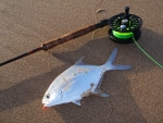 Largespot Pompano Caught On An Orange Ruffy