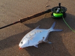 Largespot Pompano Caught On Fly