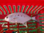 Largespot Pompano