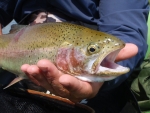 Rainbow Trout
