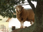 Tree Climbing Sheep