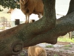Tree Climbing Sheep