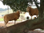 Tree Climbing Sheep