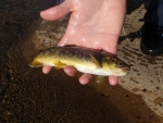 Wild Brown Trout