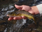 Bushman's Wild Brown Trout