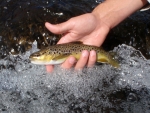 Giant's Castle Wild Brown Trout