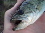 Bass From The Trout Dam