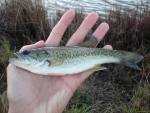 Bass From The Trout Dam