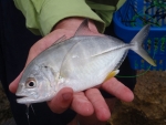 Nick's Yellowtail Kingfish