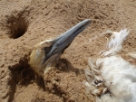 Washed Up Cape Gannit