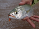 A Small Shad