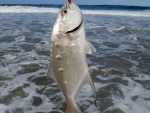 A Small Wave Garrick