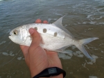Largespot Pompano