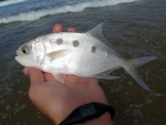 Largespot Pompano