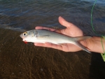 Bastard Mullet