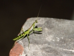 Another Visitor