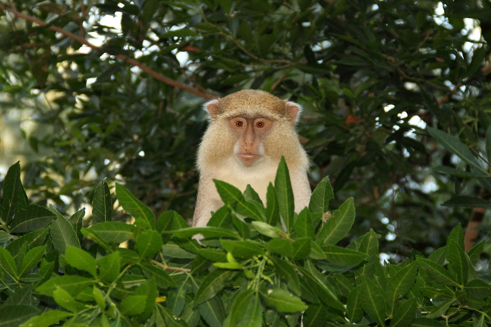 The Monkeys