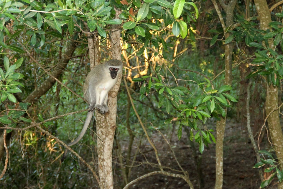 More Monkeys
