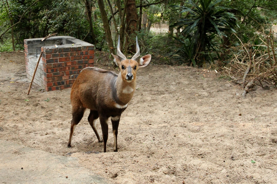 Bushbuck In Camp