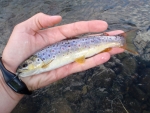 Small Wild Brown Trout