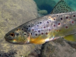 Underwater Trout