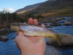 Wild Brown Trout