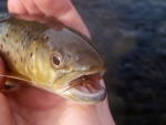 Wild Brown Trout