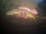 Big Lotheni Wild Brown Trout