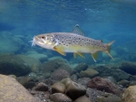 Underwater Brown Trout