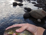 Lotheni Brown Trout