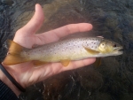 Lotheni Brown Trout