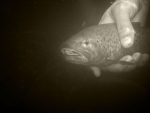 Underwater Brown Trout