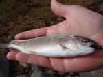 Lesotho Wild Rainbow Trout