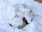 Cold Hansa In The Snow