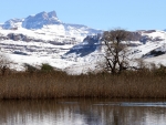 Otters Playing At Kamberg