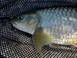 Natal Yellowfish