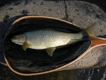 Natal Yellowfish (Scaly)