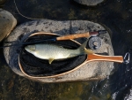 Natal Yellowfish (Scaly)