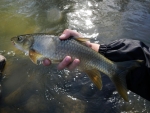 Natal Yellowfish (Scaly)