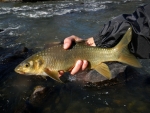 Natal Scaly Caught By Warren