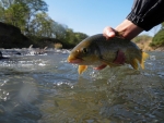 Releasing A Natal Scaly