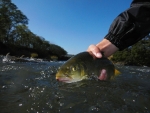 Releasing A Natal Yellowfish
