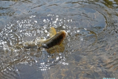 Bushmans River With Nigel