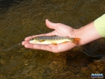 The First Wild Brown Of The Day