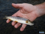 Nigel's First Brown Trout