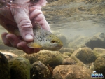 Nigel Releasing A Brown Trout