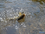 Landing A Wild Brown Trout