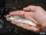 Wild Brown Trout